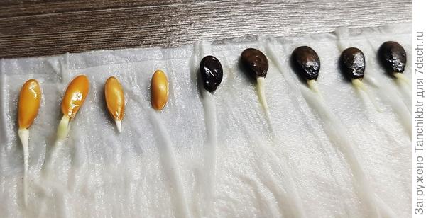 ✅ В прошлом году проклюнулись через сутки