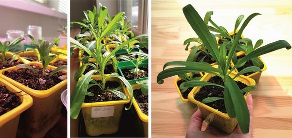 Рассада гвоздики в стаканах на 200 мл