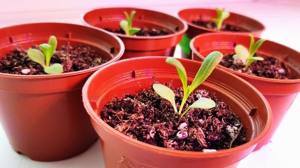 В прошлом году сначала пересаживала в небольшие горшочки на 80 мл, через дней 10-15 пришлось переваливать в стаканы объемом 200 мл