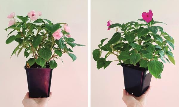 Подросшая рассада цветов – хороший плацдарм для заготовки зеленых черенков