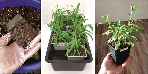 Перевалка рассады гвоздики