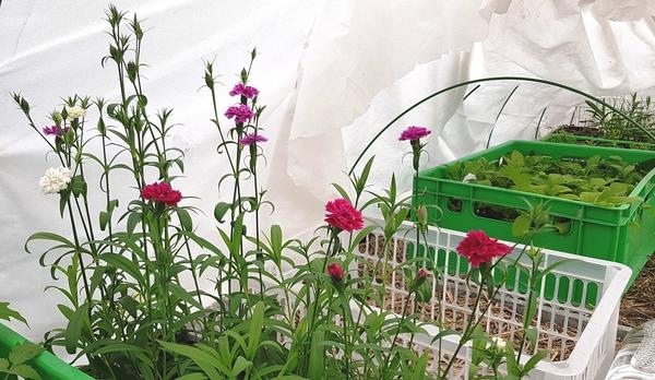 В первую неделю рассаду обязательно притеняю спанбондом – не столько от возможных заморозков, сколько от активного весеннего солнца