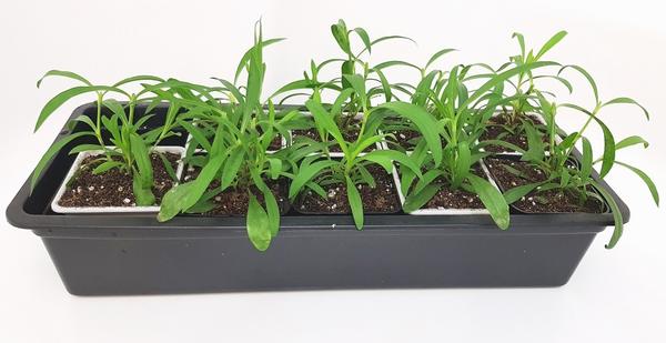 Лучше поливать гвоздику нижним способом, в поддон, чтобы верхний слой грунта оставался всегда сухим