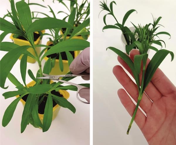 Черенки, снятые с рассады гвоздики