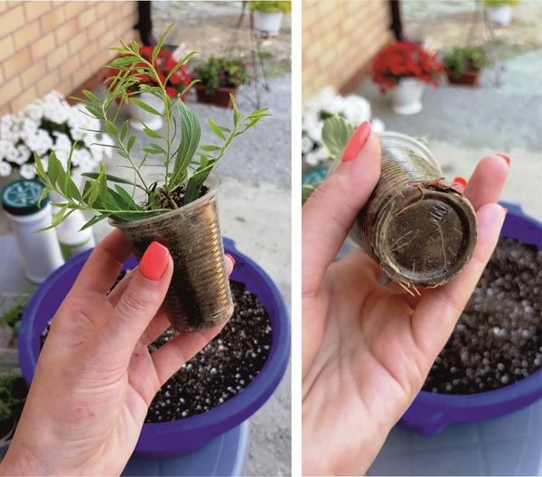 Идеальная тара для укоренения