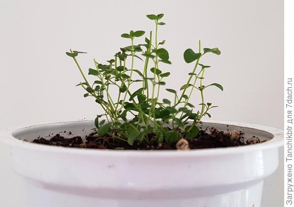 Это уже одна из &quot;деленок&quot; (16.04), рассадила в такую же тару. Видно на фото, что побеги постоянно &quot;щипаю&quot; 🙂