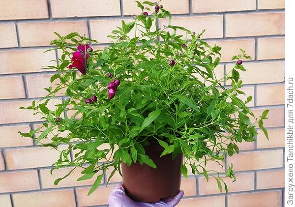 Ампельный львиный зев имеет смысл не делить, в рассаде вот такие симпатичные кустики получаются (19 мая)