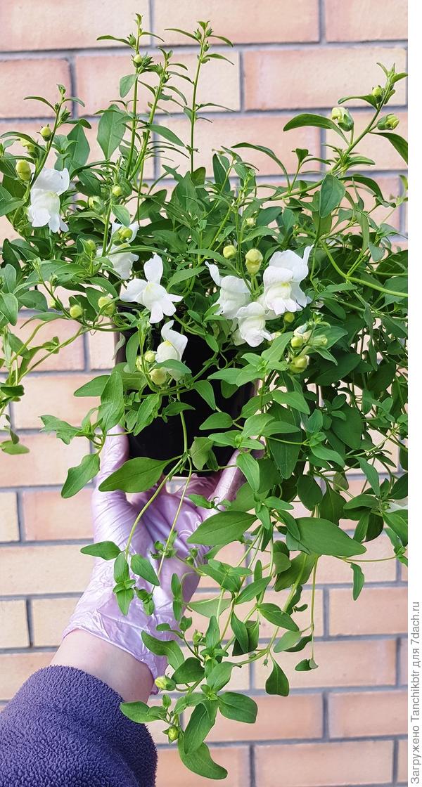 Он же, но другой расцветки