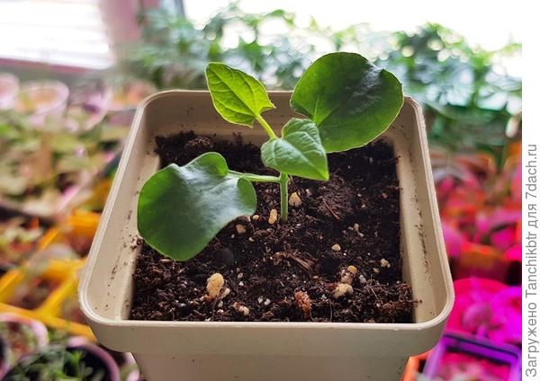 Только в субботу (15 апреля) нашла время рассадить сеянцы по индивидуальным стаканчикам (такие же, что на фото с рассадой ипомеи, с выдвижным дном на 300 мл). Растём