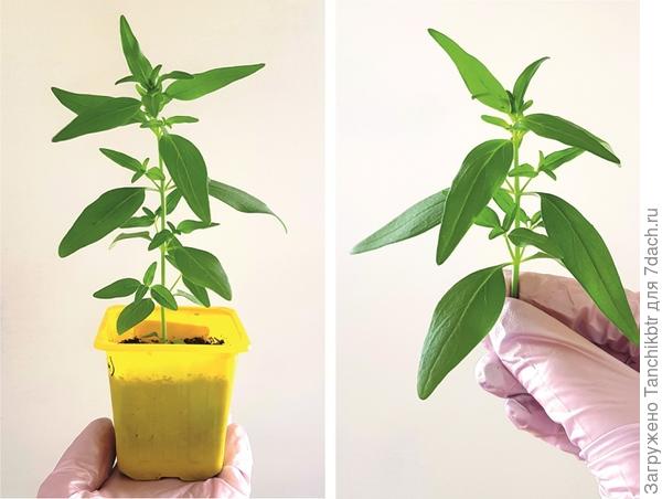 В выходные рассаде тоже &quot;снесла головы&quot;. Пересаживать давно пора в бОльшую тару, т.к. быстро пересыхают, а все некогда 🙁