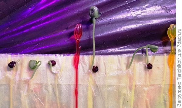 Всходы тунбергии в самокрутке