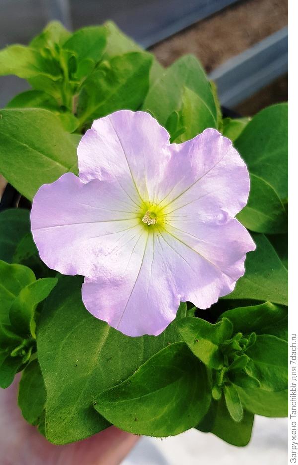 Оставила один из цветочков "на посмотреть". Уже забыла, какие расцветки покупала 🙂 Была приятно удивлена. Люблю сложные оттенки, на подобии яблоневого цвета и т.п. Этот называется Lavender Pink - любовь с первого взгляда