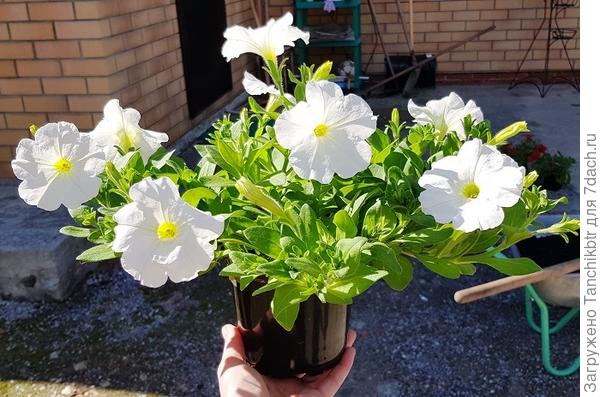 Чтобы к моменту высадки были набитые кустики и сразу относительно пышное цветение. А не "палкой" и одиноким цветочком.  Фото от 27 мая 2022 г - день высадки петунии в кашпо