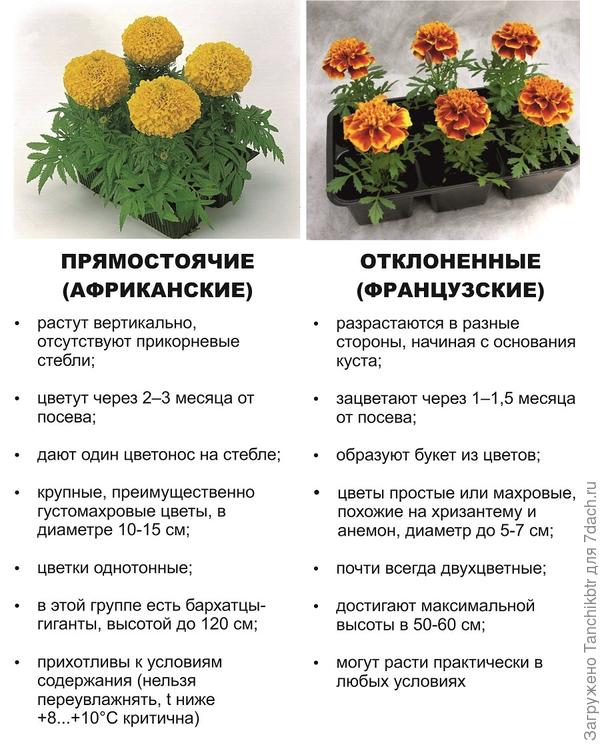 Вообще они даже визуально очень сильно отличаются. Если кратенько, то так: