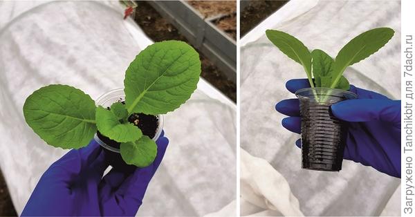 У меня все по старинке: проращивание в "улитке", рассаживание сеянцев в стаканчики на 100 мл с добавлением гранулированного навоза/помета, подращивание в течение 2 недель в комнатных условиях, далее - "дисклокация" в теплицу (неделю назад вынесла). Рассаде отроду 3 недели (быть точнее – 22 дня со дня посева)