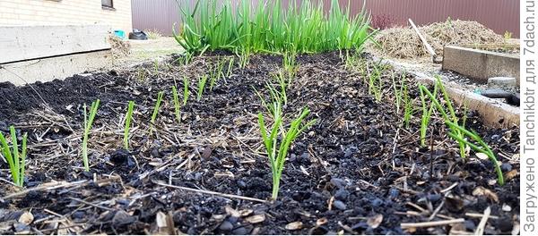 Плюс ростовая точка оказывается на нужном уровне,  без излишнего заглубления. В последующем не придется отгребать землю от луковиц, они сами "оголятся"