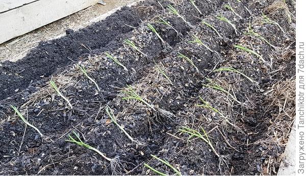 Рассаду репчатого лука сажаю в неглубокие траншеи, полулежа. Так намного быстрее, чем делать лунки