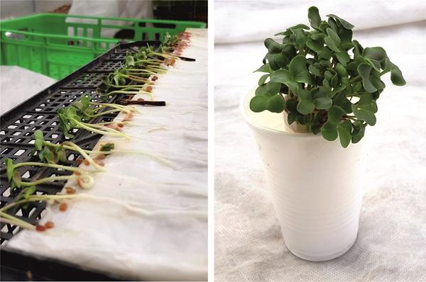 Дружные всходы редиса в самокрутке