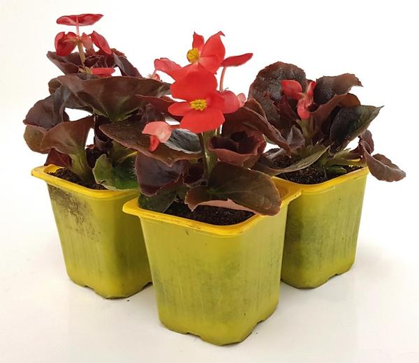 Ни в коем случае не заглубляйте бегонию при пересадках