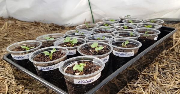 Подросшую рассаду отправляю закаляться в теплицу