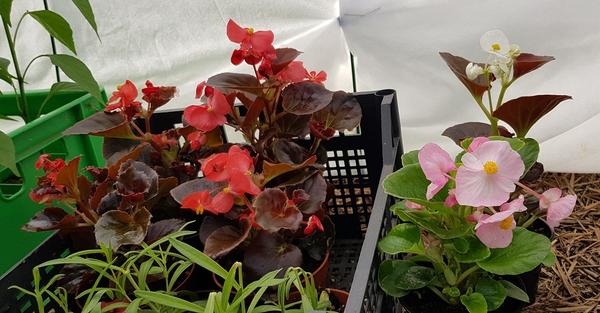 Рассада закаляется в теплице