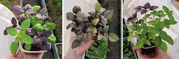 Примерно за месяц до предполагаемой даты высадки в теплицу сею семена и рассаживаю подросшие сеянцы в небольшие пластиковые контейнеры, по 6-8 штук