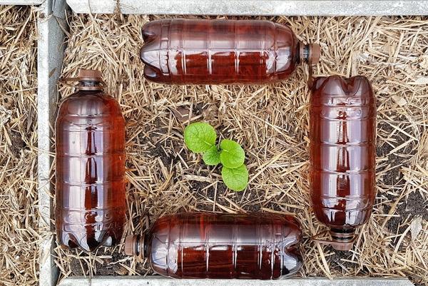 Пассивный обогрев теплицы темными бутылками с водой