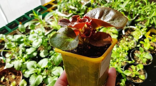 У меня окна в помещениях, отданных под выращивание рассады, выходят на юго-западную сторону, поэтому размещаю рассаду бегонии поодаль от стеклопакета. А жалюзи выступают дополнительным эффективным солнцезащитным устройством