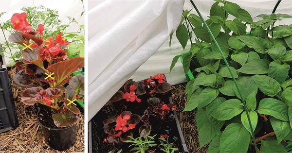 Особенно на данном фото видно, как позже «выстреливают» побеги бегонии при недостаточном освещении. Часть рассады пришлось долго держать под двойным нетканым материалом из-за затяжной холодной весны. Лучше укоротить стебли в ущерб цветению (отметила на фото места среза), простимулировав активное боковое ветвление