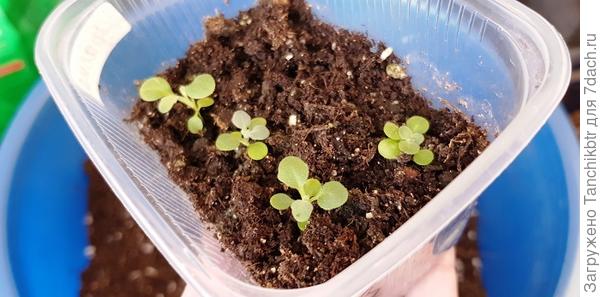 Сегодня перед пикировкой