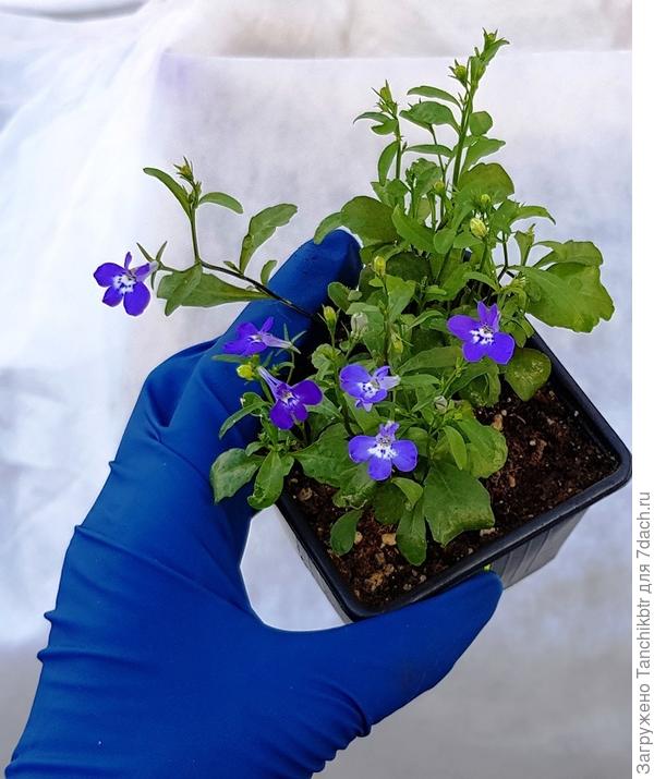 Сейчас еще краше, многие кустики пышнее, активно цветут. Эти фото от 25 апреля