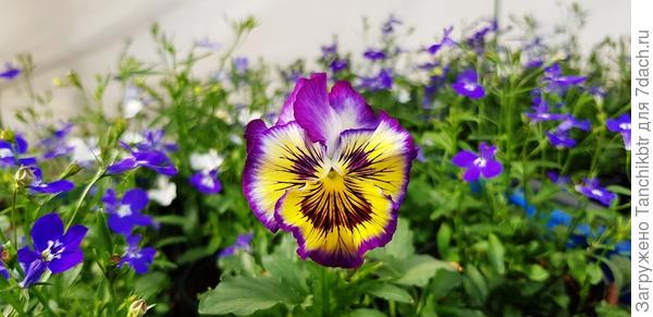 Рассада в этом году буйствует! Нет-нет, да каждый день что-нибудь распустится 🙂