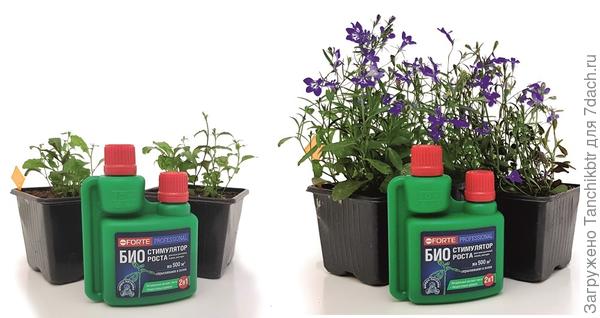 14 апреля - - - 6 мая