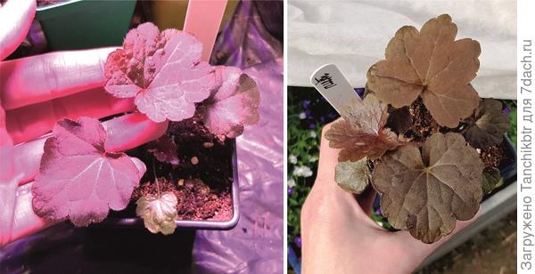 1 мая - - - 6 мая