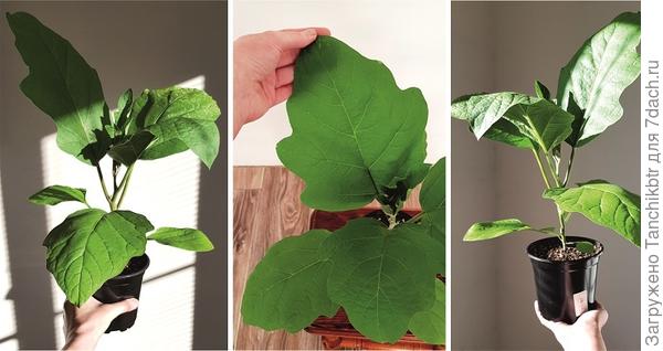 Чуть тоже не начала паниковать 🥴 Пролистывала фото, читала по диагонали. У меня ± такая же симптоматика на 1-2 листах баклажана. После вчиталась, поняла, что у меня ожог от вовремя не приподнятой лампы. Я 4 или 5 лет не выращивала баклажаны, не люблю. А тут попросили. Уж забыла, как они развиваются в рассаде, какой уход требуют. Но кони-конские они, конечно 🙁 А ведь сеяла в апреле ❗