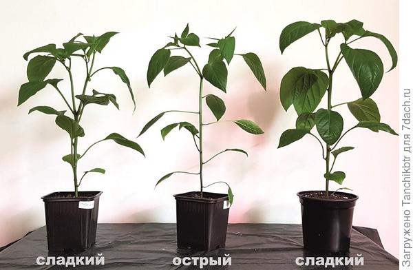 У меня рассада острых перцев всегда какая-то «долговязая» получается (но горшечные не выращиваю), стебель тоньше, листья располагаются чуть иначе. Сейчас уже и сладкие подвытянулись, т.к. в этом году рассаду не досвечиваю