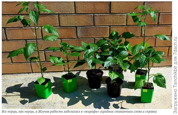 Или вот нашла старое фото, тоже острые перцы сразу выбиваются из ряда (самые высокие - это они)