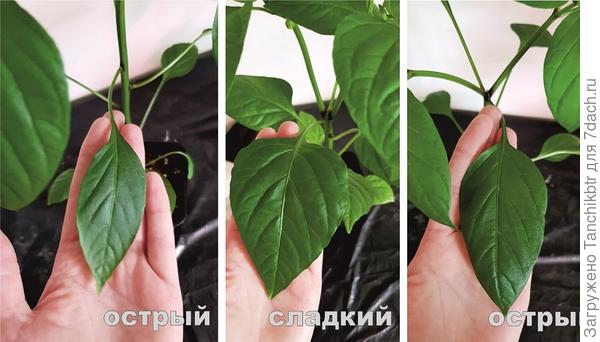 Сами листочки у острых экземпляров тоже отличаются в сравнении, они, как правило, меньше, более узкие и вытянутые