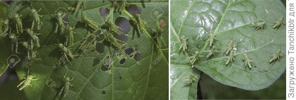 Такие у тебя?