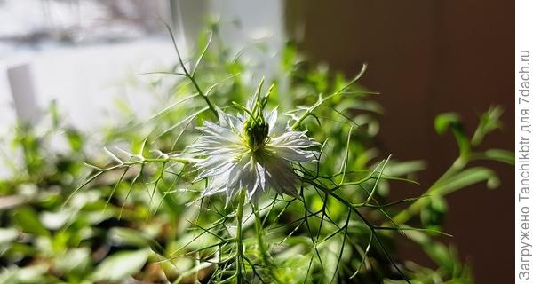 Нигелла зацветает уже в рассаде. Необычный цветок