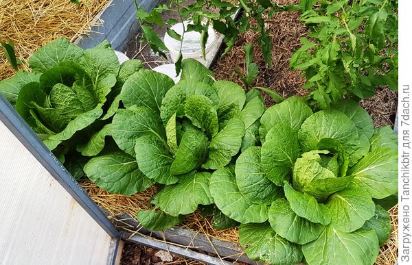 Потрогала кочаны, плотные, уже скоро буду убирать. Холодно у нас (отопление включила), на «зеленые» салаты особо не тянет