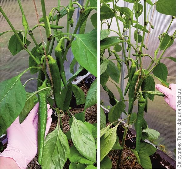 «Палермо Шоколадный» уже другой и о-о-очень плодовитый, на каждом кусте уже 13-15 перчин. Длина плода сейчас 22 см