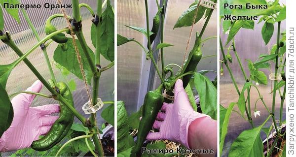 «Рамиро Красный» тоже иной, плодов много, но форма смущает. Чтобы не повторяться, жёлтую окраску взяла у сорта «Рога быка». Таня написала, что перцы очень схожи. Вот «Рога быка» у меня тугодум конкретный, только-только завязал плоды. Хотя все перцы на одной грядке растут, имеют идентичный уход, высеяны семена и высажена рассада в один день. Зато по нему видно, как я впервые в жизни обкромсала перцы)))) В общем, наконец-то разобралась, как их формировать, ставлю эксперимент. В нашем регионе это очень актуально!