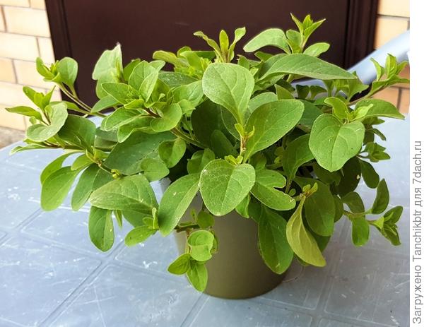 А это кустик с посева 5 апреля (число то же - 25.05). Высевала дражированные семена уссурийского седума Turkish Delight, с завидным постоянством часть всходов оказались петуниями 🙂 Оставила пару штучек. Зацвели в рассаде, но цвести не давала, прищипывала (собственно, на фото отчетливо видно)