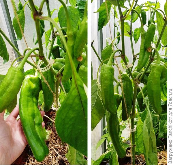 Только вот созревать не торопятся, хотя погода благоволит. Боюсь, не успеют созреть верхние ярусы хотя бы до технической спелости, все-таки на Урале лето короткое. ❗ Вопрос ❗ Вы принудительно кусты разгружаете, снимая достигшие сортового размера перцы? Кстати, нечаянно обломила у Рамиро небольшой &quot;молочный&quot; перчик (достиг в длину буквально 8-9 см). Приятно удивил вкус - нет этого противного перечного духа и горечи, свойственные перцам в технической спелости. Мне отдаленно напомнил сладкий зеленый горошек