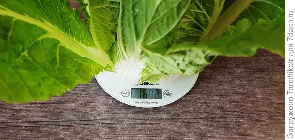 Две недели назад начала убирать пекинскую капусту. Красивые кочаны уродились, увесистые (по 1200-1600 граммов).  Хотя ждала &quot;некрупные кочаны массой 0,3-0,6 кг&quot; 😂 😂 😂 С недельку назад посеяла семена для второй волны урожая