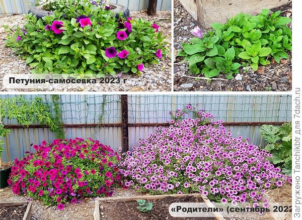 А еще заметила, что самосевки сохраняют родительские признаки. Про «простушки» не утверждаю, такие никогда не выращивала, но популярные гибриды, как Опера, Тайфун, Тайдал, Торнадо, Рамблер – точно! 😎 Еще ни разу не увидела расщепления, кустики полностью копируют родителя. Так что можно озадачиться сбором семян. На фото ошиблась: «родители» – это 2021 год