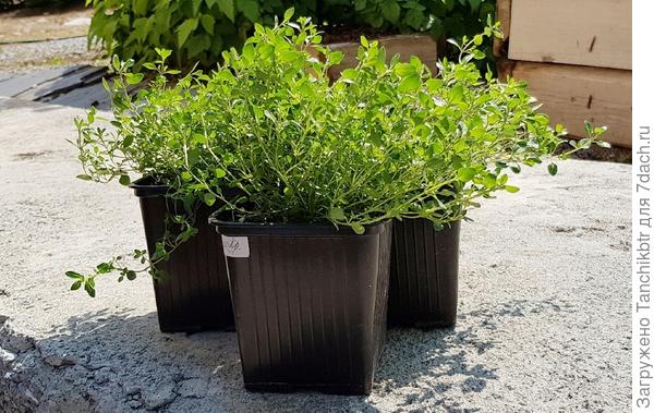 Причем, изначально сеяла семена в одну общую плошку из под сметаны, а на выходе получила 3 набитых куртинки. При желании каждую можно было бы еще поделить на 3-4 части