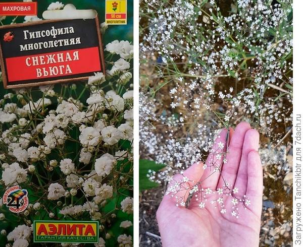 Правда, расстроилась, т.к. ожидала увидеть, как заявлялось, махровые цветы...