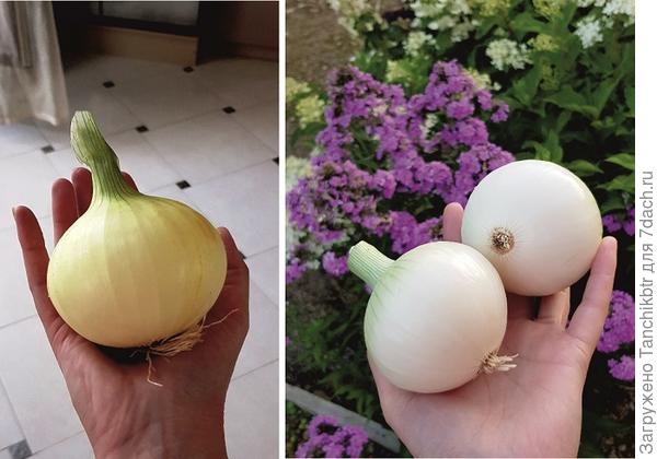 Вообще перешла не выращивание из семян, т.к: •	у нас очень скудный выбор посадочного материала (сладких сортов вовсе нет)  •	качество севка оставляет желать лучшего. Очень часто лук уходил в стрелку. Надоела лотерея. Лук в этом году хороший уродился, средний вес 200-300 граммов. Меня устраивает, т.к. от крупноплодных сортов Эксибишен и Глобо отказалась намеренно